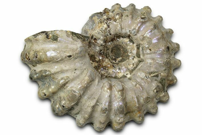 Bumpy Ammonite (Douvilleiceras) Fossil - Purple Iridescence #343841